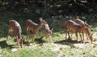 Deer feeding in the yard